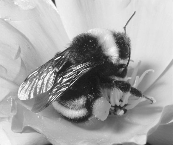 Photograph of the bumble bee which is large, plump, and hairy, collecting pollen and nectar from a flower.