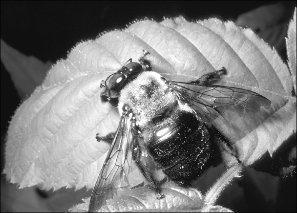 Photograph of the carpenter bee that is similar to a bumblebee, but its abdomen has no hair.