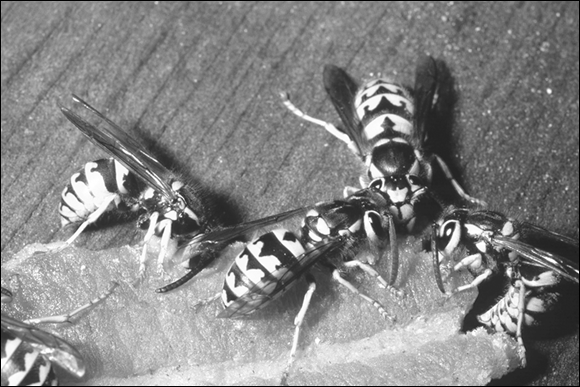 Photograph of the ill-tempered yellow jacket bees, which are meat eaters but they also have a taste for sweets.