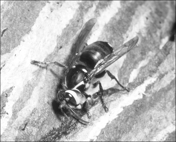 Photograph of the bald-faced hornet that builds fantastically impressive and beautiful paper nests in trees.