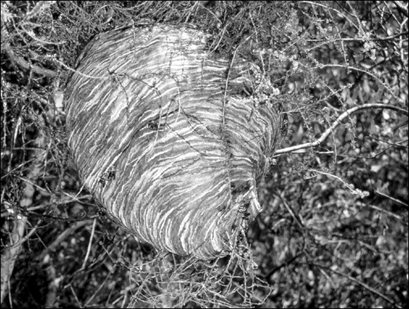 Photograph of a large paper nest made by a colony of bald-faced hornets from their saliva and wood fiber that they harvest from dead trees.