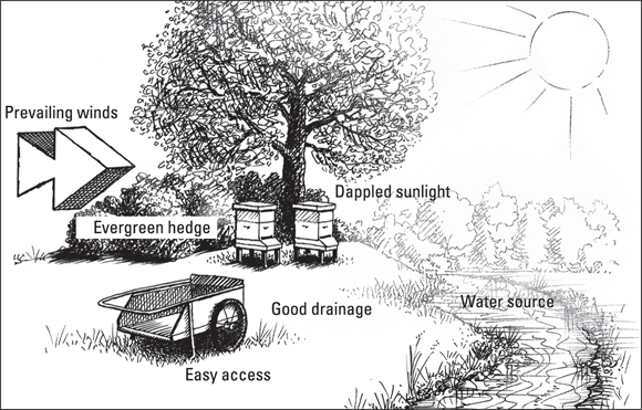 Picture of a perfect bee yard with evergreen hedge, good drainage, a nearby water source for the bees, dappled sunlight, and minimal wind.