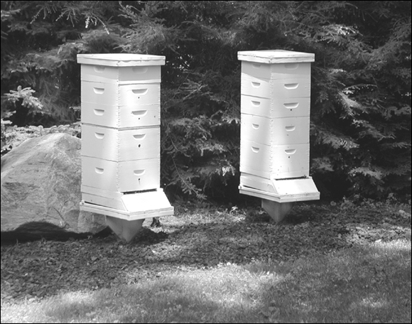 Photograph of an ideal backyard location for bees: hemlock windbreak; flat, easy access; dappled sunlight; southeastern exposure; and a nearby water source.