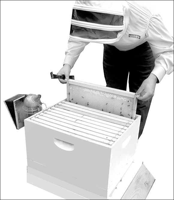 Picture of a beekeeper in protective gear, carefully lifting out the first frame and setting it aside, to make room for manipulating the other frames.