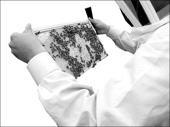 Picture of a beekeeper in protective gear, holding frames firmly with the light source coming over his shoulder and onto the frame.