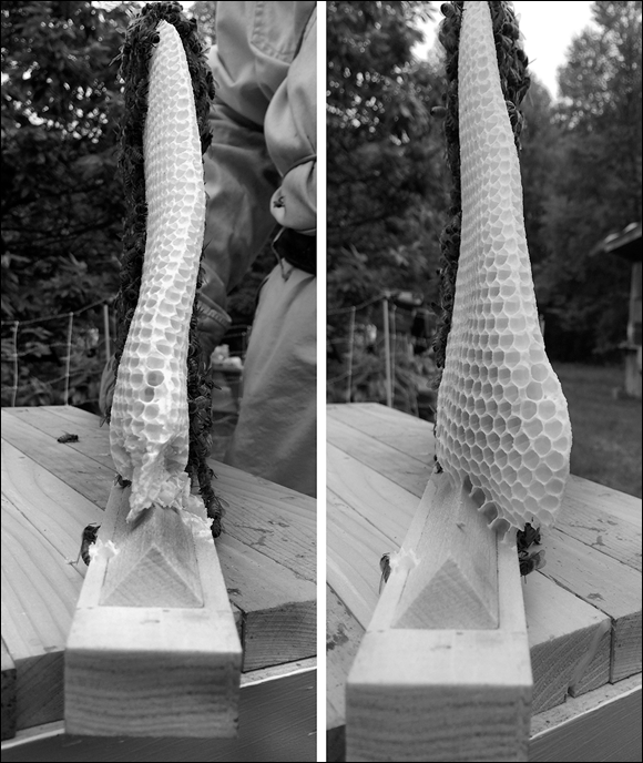 Photographs depicting how a comb is hooked by bees in the first figure (left) and (right) straightened in the next figure.