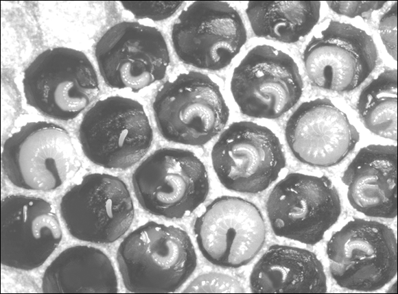 Photograph depicting how larvae go through various stages of development. There are also two eggs in this photo, just left of center.