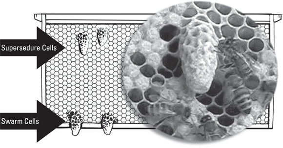 Picture depicting supersedure cells that are located in the upper two-thirds of the comb and swarm cells that are located along the bottom third.