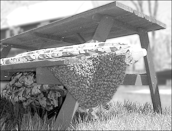 Photograph of a swarm of bees that has taken up temporary residence under a picnic table placed in a yard.