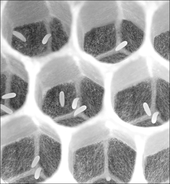 Picture depicting multiple eggs in many cells with some improperly positioned on the bottom, which makes it certain that they are laying worker bees.