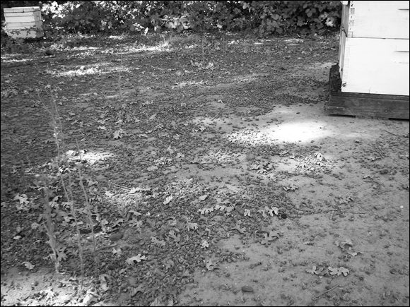 Photograph depicting a huge pile of dead bees in front of a bee hive, which is a telltale indication of pesticide poisoning.