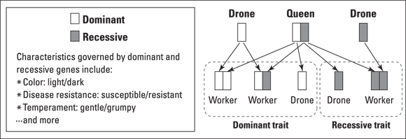 Illustration depicting the characteristic traits of the dominant versus recessive gene expression of the queen, drone, and worker bees.