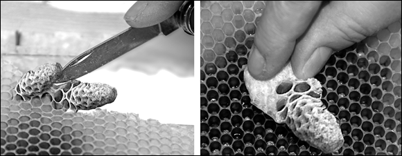 Photographs depicting how to carefully cut around the queen cell and transfer it onto a frame in a waiting queenless nuc (left); by gently pressing on the extra handle, it should stick securely in place (right).