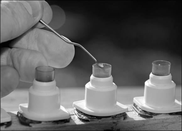 Photograph depicting the delicate process of grafting larva into queen cell cups.