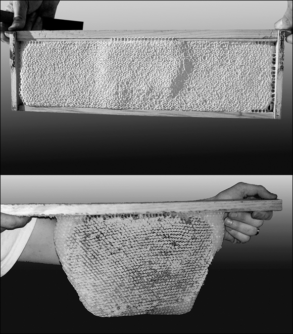 Photographs of a frame of comb from a Langstroth hive (top) and a honeycomb from a Top Bar hive (bottom). No wooden frame is supporting the delicate top bar comb on the sides and bottom.