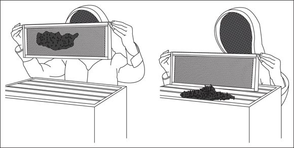 Picture depicting a bee-removal method that involves removing frames (one by one) from honey supers and then shaking the bees off in front of the hive’s entrance.