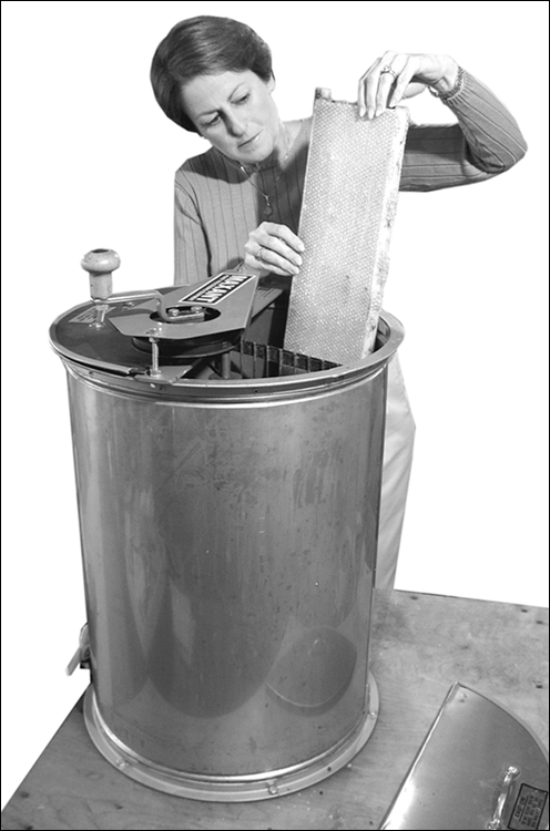 Picture of the same lady placing the uncapped frame vertically in the extractor, a device that spins the honey from the cells and into a holding tank.