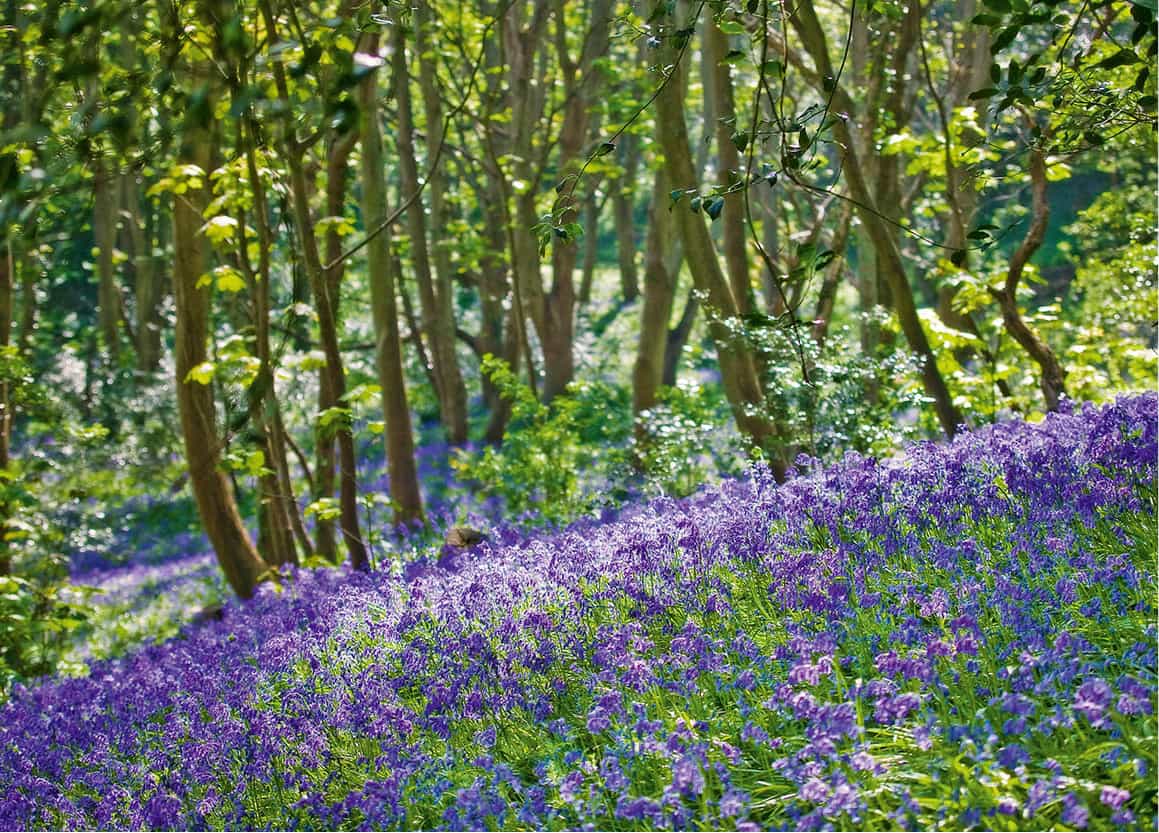 bluebellWoods_visitGuernsey_Guernsey_EC.jpg