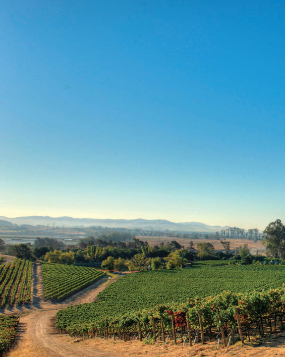 A dirt road through a rolling vineyard, with low mountains framing the background and and endless sky that is a clear, cloudless, blue.