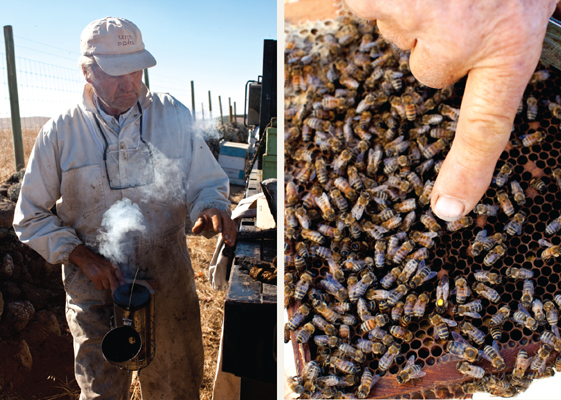 Two images, one of a serious man in dirty overalls with a bee smoker, and the other of a bare finger pointing to bees humming over a piece of honeycomb