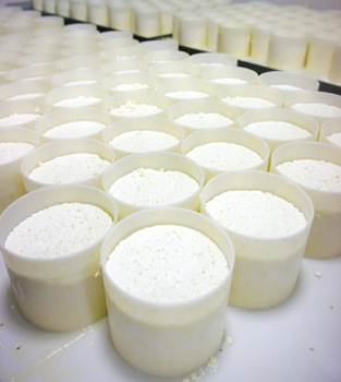 White round plastic containers filled with maturing blue cheese