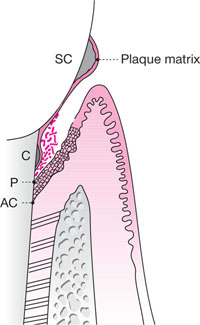 QE16_Heasman_fig002.jpg