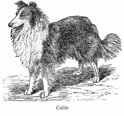 Collie