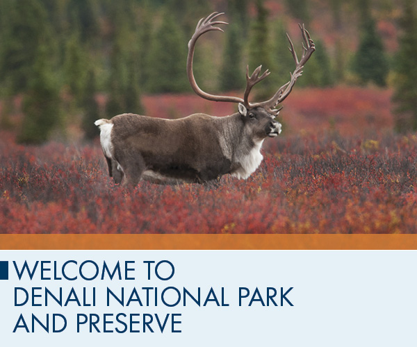 Welcome to Denali National Park and Preserve