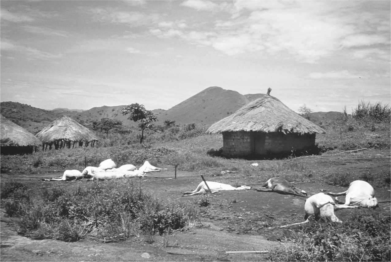 Cattle lie dead near mud huts after the mysterious “eruption” of Lake Nyos on August 21, 1986. (Photo courtesy U.S. Geological Survey)