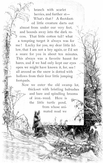 branch with scarlet berries, and further st—What’s that? A fleet-footed little creature darts out almost from under our very feet, and bounds away into the dark recess. That little cotton tail! what a tempting target it always was for me! Lucky for you, my dear little fellow, that I am not a boy again, or I’d set a snare for you in about ten minutes. This always was a favorite haunt for hares, and if we had only kept our eyes open we might have known it, for, see! all around us the snow is dotted with hollows from their four little jumping foot-pads. Now we enter the old swamp lot, thick-set with bristling bulrushes and bare and spindling brooms of iron-weed. Here is the little turtle pond, from whose animated mud we