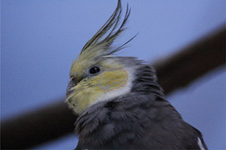 Figure 6.19 The color of the spot on the bird’s face changed with the Change Color effect.