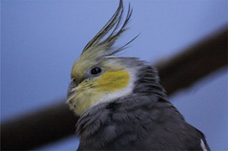 Figure 6.24 The result of duplicating the layer, creating a sloppy mask around the bird’s head, and changing the color of the spot on the bird’s face with the Change to Color effect.