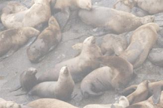 Figure 6.69 The sea lions layer in the sea lions comp.