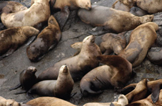 Figure 6.99 The final results with Levels applied to the sea lions layer.