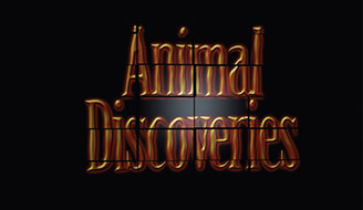 Figure 19.15 After the cards have gathered, you can flip them to the Animal Discoveries logo by selecting it as the Back layer and animating the Transition Completion property.