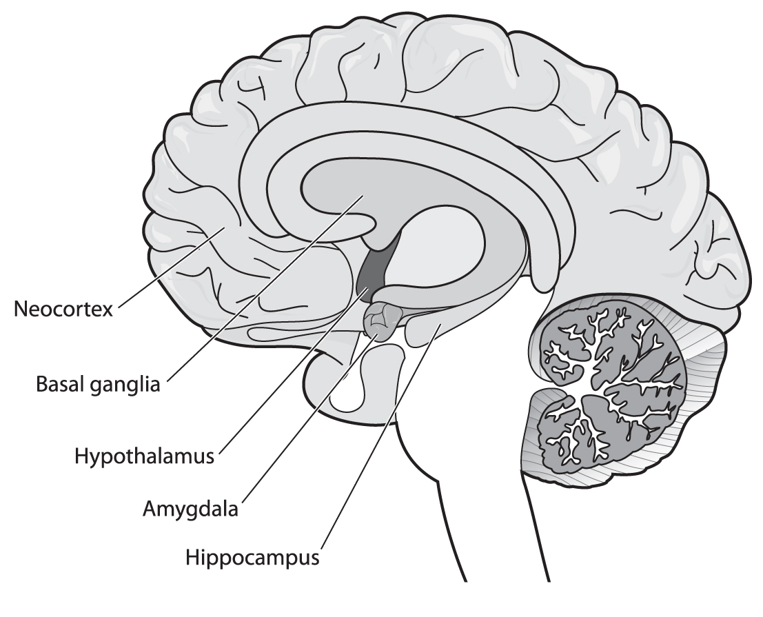 Human hippocampus.