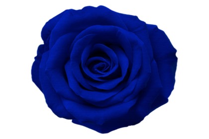 Blue Rose