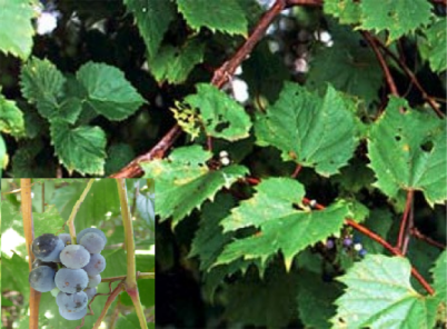 wild grape vine 1 edit.png