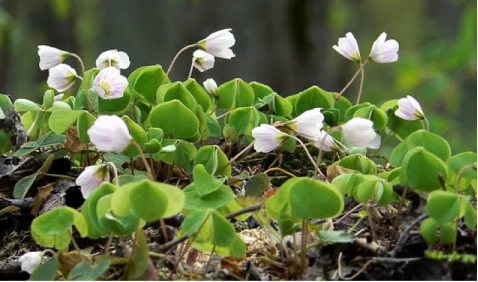 Wood sorrel 1 edit.png