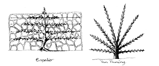 The_Basics_of_Permaculture_c002_f008