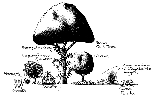 The_Basics_of_Permaculture_c006_f018