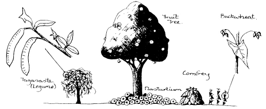 The_Basics_of_Permaculture_c006_f019