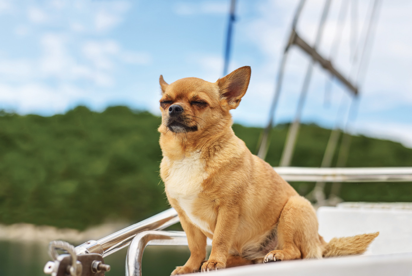 Very satisfied purebred chihuahua dog with closed eyes in pleasure on background of yacht and the sea coast. Closeup.