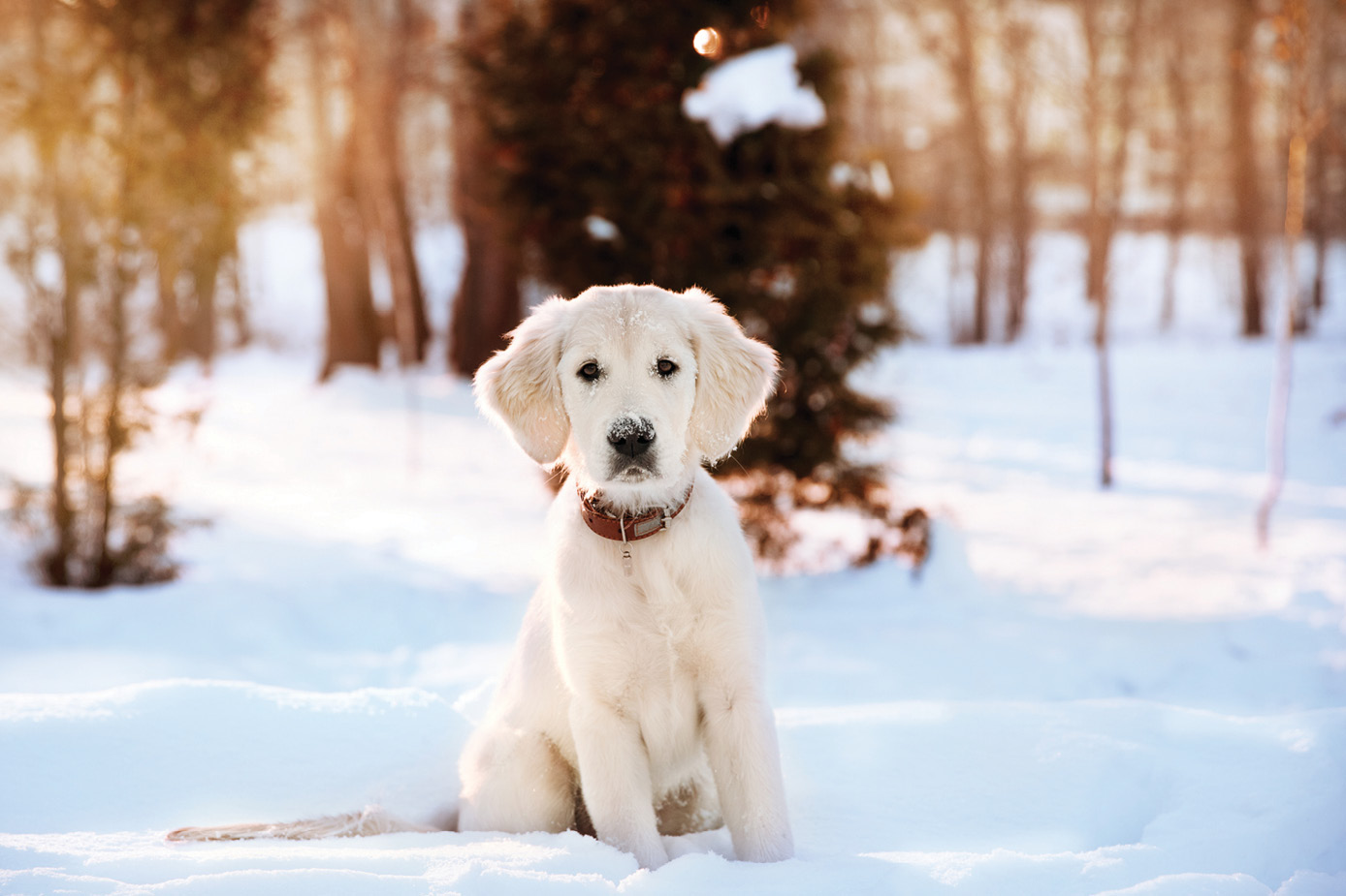 Winter walk at snowing park of golden retriever puppy 