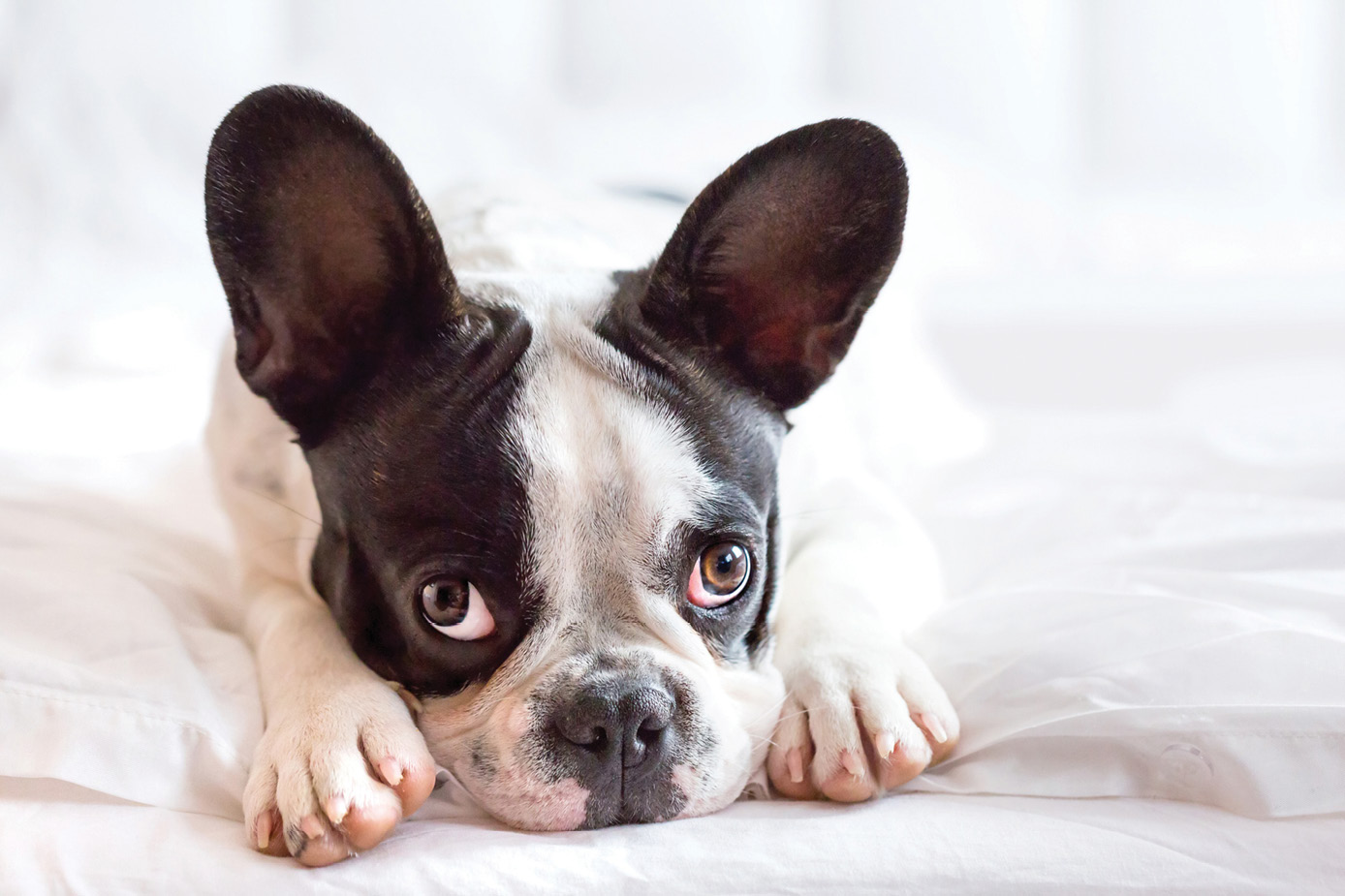 French bulldog puppy lying on the bed