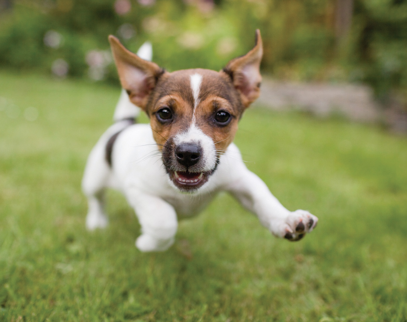 A playful puppy dog running around in the garden while looking straight into the lens.