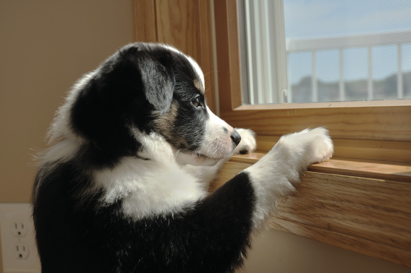 Tricolor Australian Shepherd (Aussie) Puppy Looking Out a Window