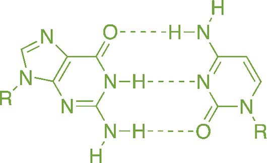 two nitrogenous bases forming three hydrogen bonds