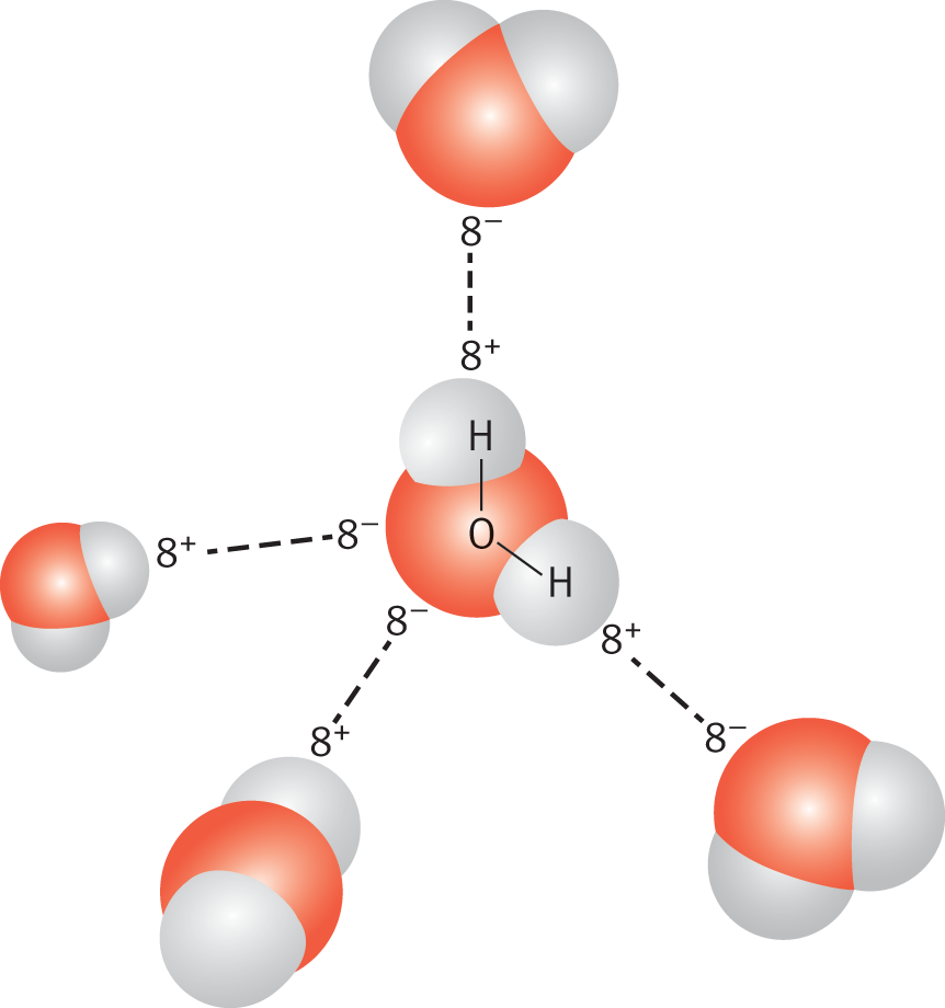 partially negative oxygen atom attracted to partially positive hydrogens