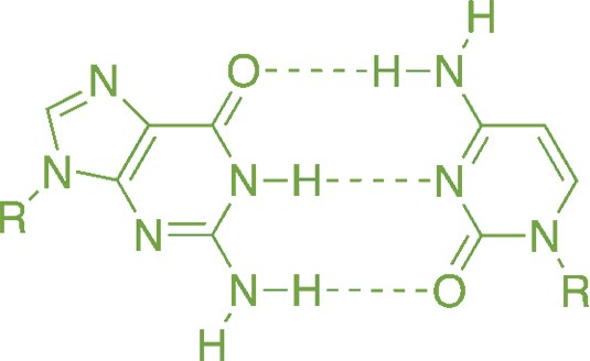 hydrogen bonding between guanine and cytosine